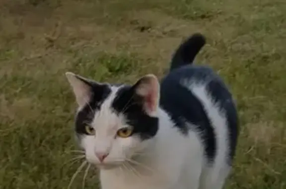 Кошки потеряшки, Саранск, фото: Потеряшка кот в районе Макаровка, носит зелёный ошейник