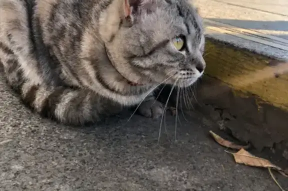 Найдена кошка с ошейником у метро Новогиреево