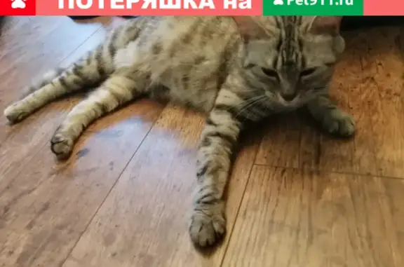 Найдена беременная кошка возле метро Новогиреево