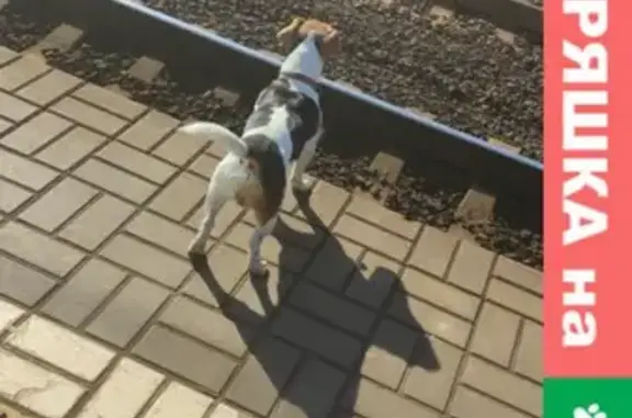 Собака найдена на станции Ленинская
