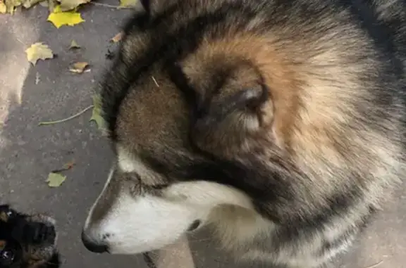 Найдена собака без ошейника на Трудовой улице, Н. Новгород