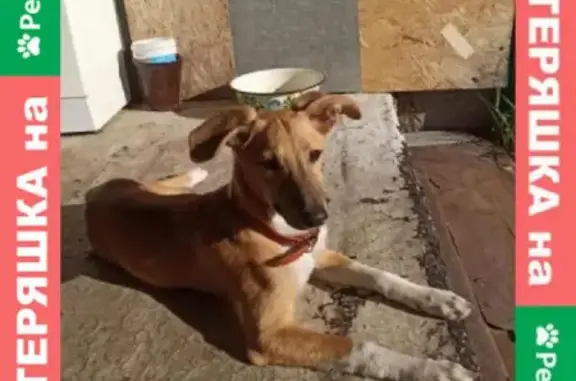 Собака найдена на трассе возле Песчаного, Нижний Тагил