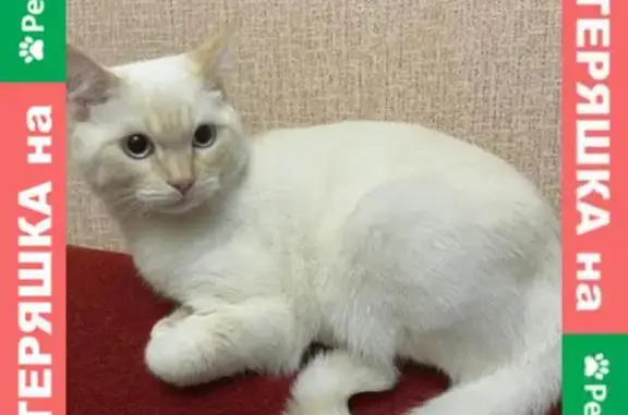 Найден белый кот на Силикатной, Мытищи