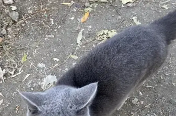 Найдена кошка возле дома на Красного Урала 15