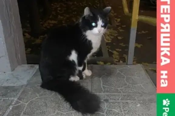 Найдена домашняя кошка на Митинской, 52