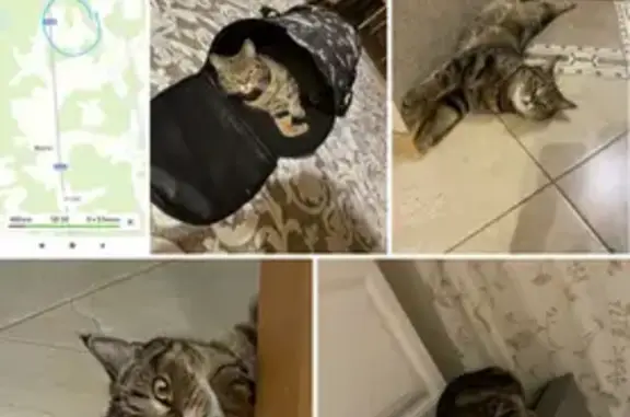 Пропал кот Басик на Театральной площади, Киров