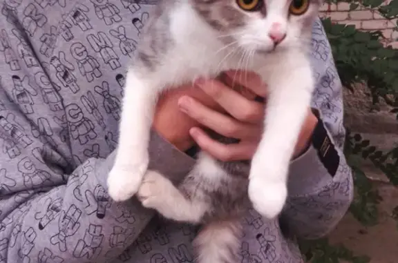 Найдена кошка на улице Куликова 54, Астрахань