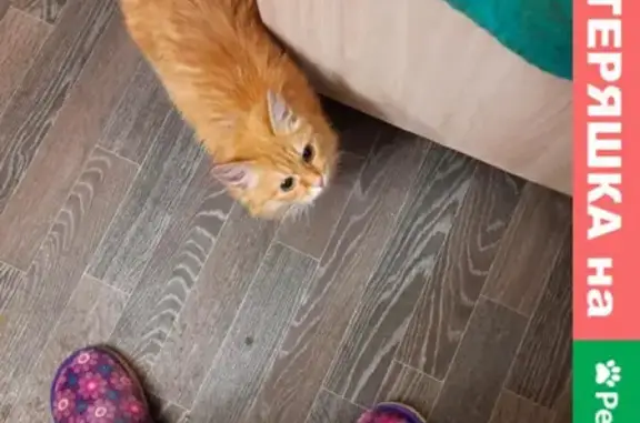 Найдена рыжая кошка с ошейником на Славянской, Челябинск