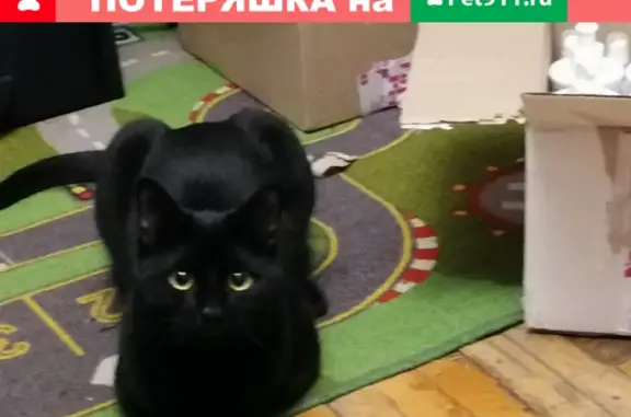 Пропал чёрный кот Каспер, адрес: Кремлёвская набережная 39, Москва