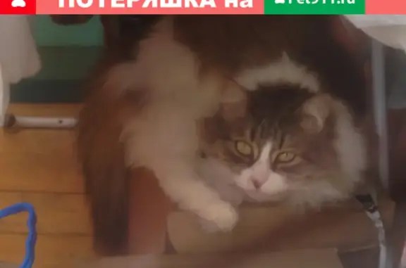 Кошки потеряшки, Коломна, фото: Потеряшка кошка Мися в Ворыпаевке, Коломенский район