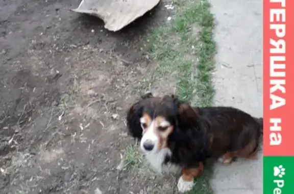 Объявления о пропавших и найденных животных, Нижний Новгород, фото: Пропала собака Кобель, ул. Глеба Успенского, Н. Новгород