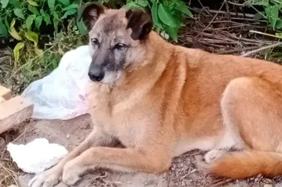 Собаки потеряшки, Нижний Новгород, фото: Потеряшка собака на ул. Гаугеля, Нижний Новгород