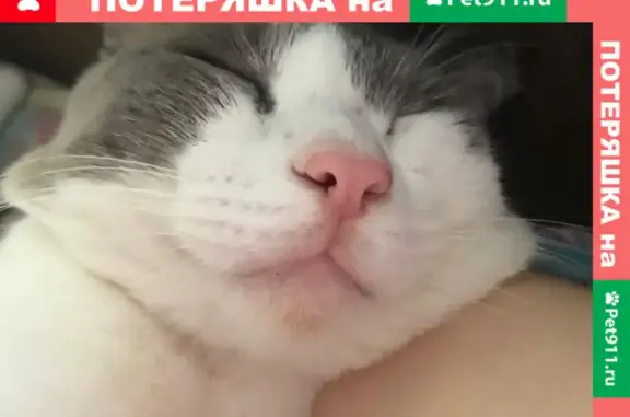 Кошки потеряшки, Новосибирск, фото: Потеряшка кошка возле дома Забалуева 60 в Новосибирске