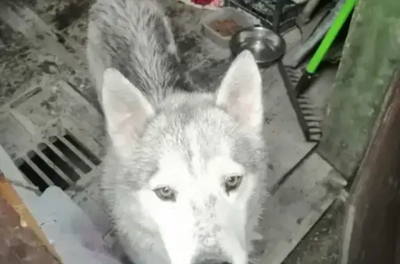 Собака Кобель найдена на улице Седина в Краснодаре