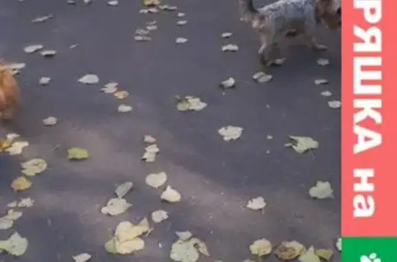 Собака на Волжском бульваре в Москве