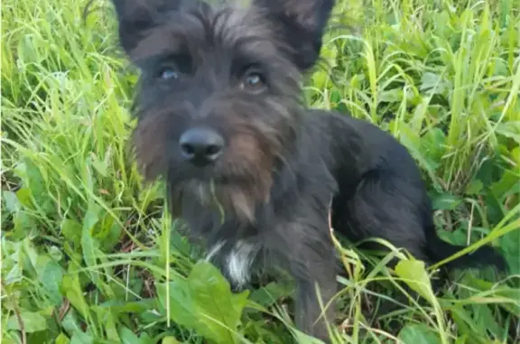Пропала собака Чуча в Ногинске, Московская область