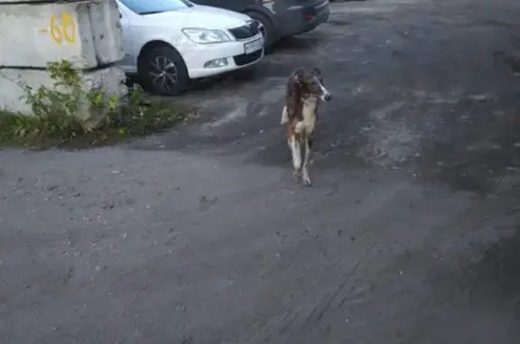 Найдена собака на Московском проспекте, ищет хозяина!