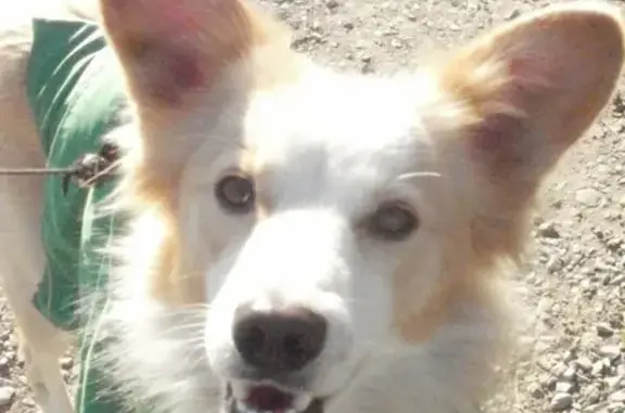 Пропала собака на Октябрьской, Алушта, Крым