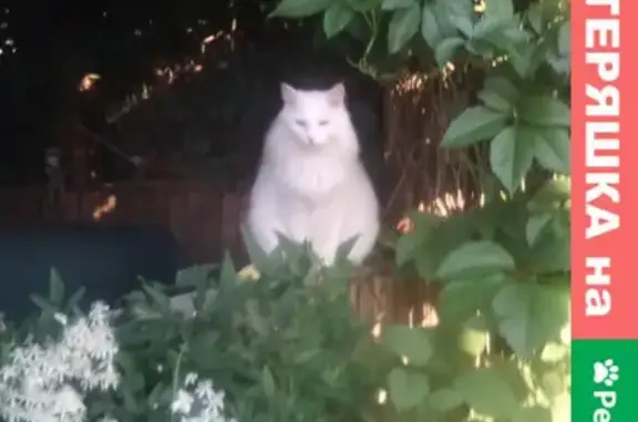 Кошки потеряшки, Новосибирск, фото: Потеряшка глухая кошка на ул. Курчатова, Новосибирск (адрес: Курчатого 37)