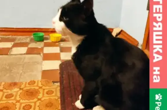 Найдена кошка Кот: черный, белая грудка, адрес - 3 пер. Пугачёва, Иркутск.