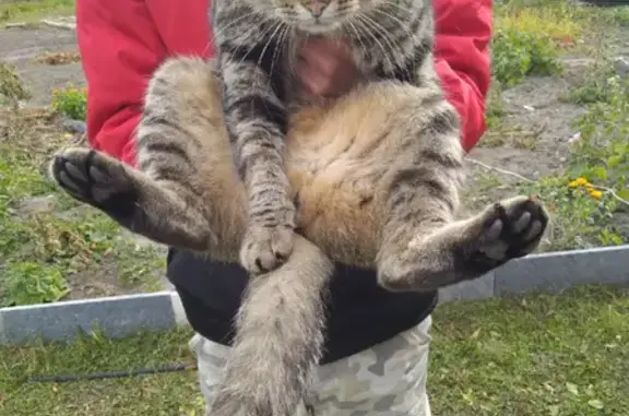 Найден крупный ласковый кот на 18 Бирюзовой улице
