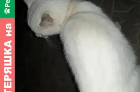 Найден белый кот у остановки Озерная