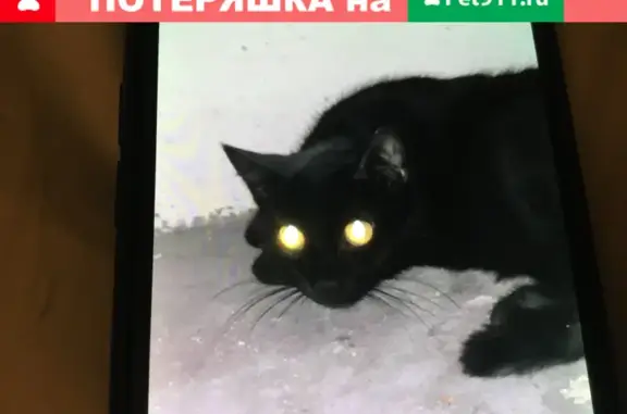 Найдена чёрная кошка на улице Новая Башиловка