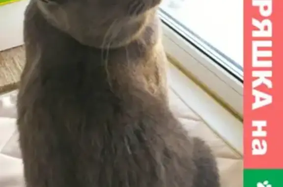 Кошки потеряшки, Санкт-Петербург, фото: Потеряшка кошка Марсель на ул. Правды, СПб