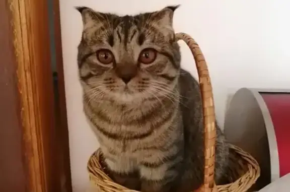 Кошки потеряшки, Тверь, фото: Потеряшка кошка Буша в районе переулка Трудолюбия 45