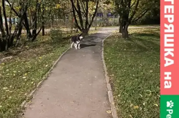 Собака найдена на бульваре Адмирала Ушакова, Москва