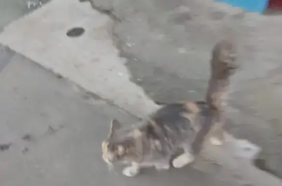 Найдена кошка на Моторном переулке, д. 2 в Нижнем Новгороде