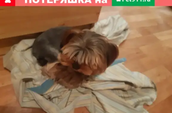 Потерянные животные Липецк, фото: Пропала собака Хлоя на ул. Неделина (Липецк)