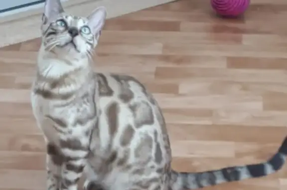 Кошки потеряшки, Санкт-Петербург, фото: Потеряшка кот бенгальской породы в парке Приморского района