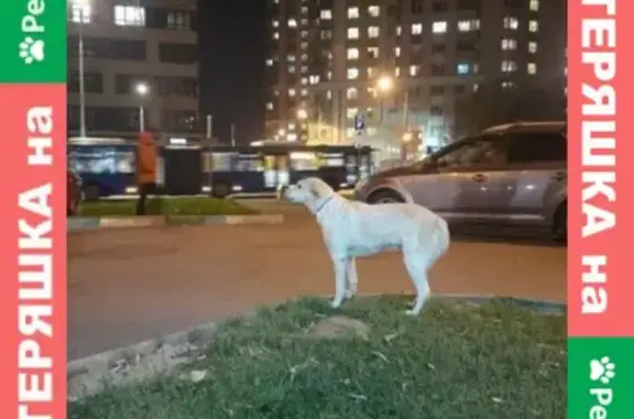 Найдена собака в Бирюлёво, ищем хозяина