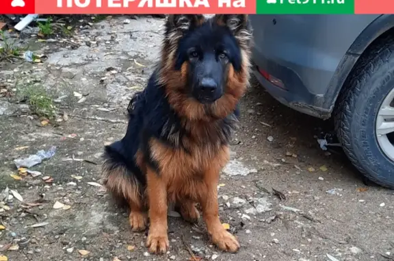 Пропала собака Граф на Первомайской, Ивантеевка, Московская область
