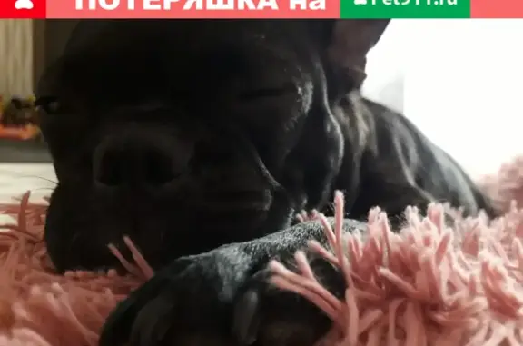 Пропала собака Боння в Комсомольце