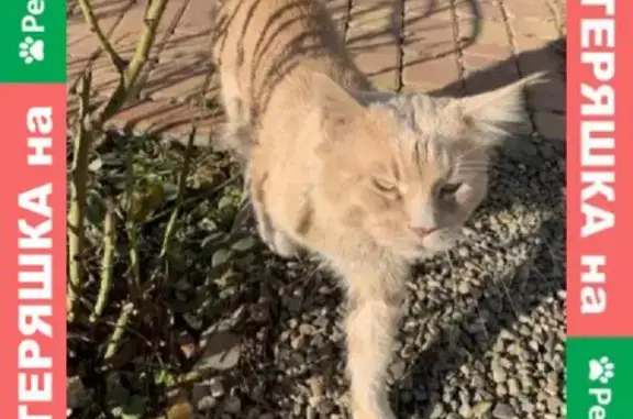 Кошки потеряшки, Краснодар, фото: Потеряшка кошка Винс на Луганской, Краснодар