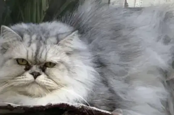 Найдена персидская кошка на улице Каховка, Москва