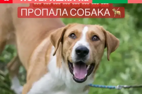 Пропала собака Риччи в Щелково-7