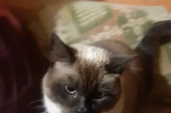 Найдена ласковая кошка в ДНП Изумрудный ручей