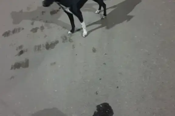 Найдена домашняя собака на пр-те Кораблестроителей, 56