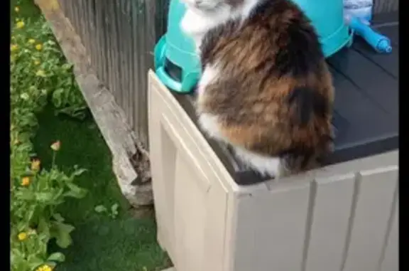 Кошки потеряшки, Санкт-Петербург, фото: Потеряшка кошка Пуля в поселке Стекольный, Ленобласть