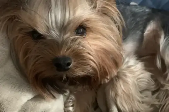 Собаки потеряшки, Санкт-Петербург, фото: Потеряшка собака Йоркширской терьер Бейби-фэйс на 2-м Муринском проспекте, СПб