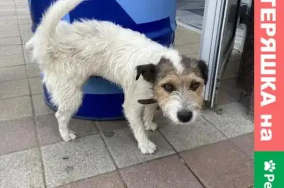 Собака найдена на улице Красная в Краснодаре
