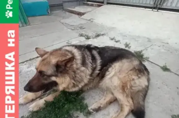 Собаки потеряшки, Челябинск, фото: Потеряшка собака на ул. Баталова, Челябинск