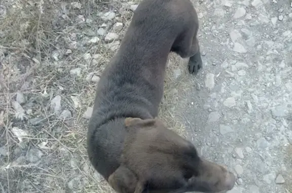 Собака найдена на Нефтебазовой, 22 в Челябинске
