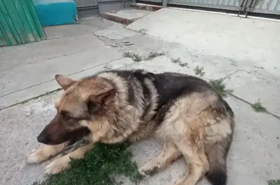 Собаки потеряшки, Челябинск, фото: Потеряшка собака на ул. Баталова, Челябинск