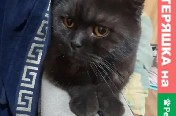 Найдена кошка на улице Лазарева, 6 в Томске