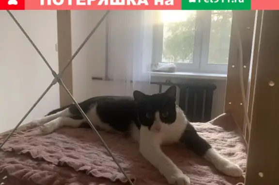 Кошки потеряшки, Санкт-Петербург, фото: Потеряшка кошка Мальчик на ул. Маршала Говорова, Автово, СПб.