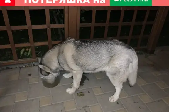 Найдена собака, Ростов-на-Дону, фото: Найдена хаски в Ростове, район ботанического сада